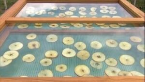 Desidratadora solar de frutas