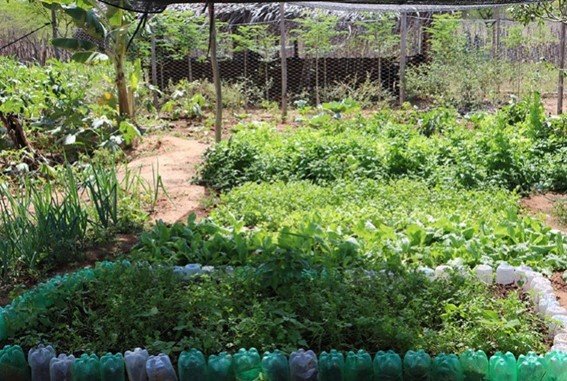 Pequena sessão de plantações