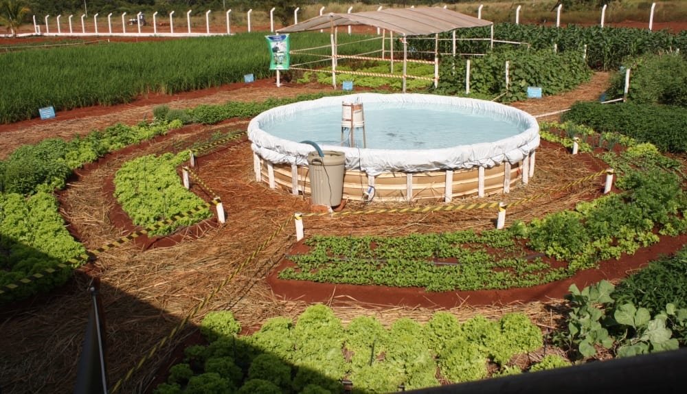 Sisteminha Embrapa em funcionamento